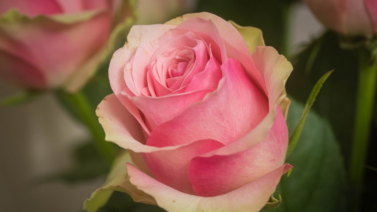 Обои роза, лепестки, макро, цветок, розовый