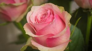 Превью обои роза, лепестки, макро, цветок, розовый