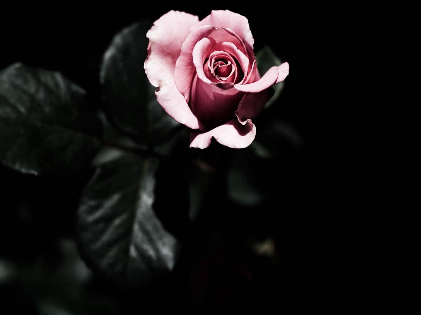 фото цветов черные розы