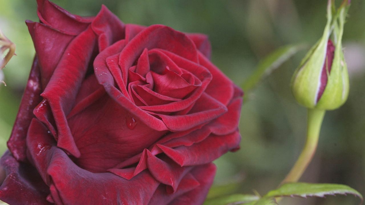 Обои роза, лепестки, растение, красный