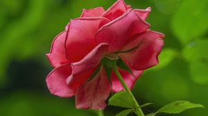 Превью обои роза, лепестки, розовый, листья, стебель, макро