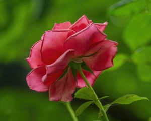Превью обои роза, лепестки, розовый, листья, стебель, макро