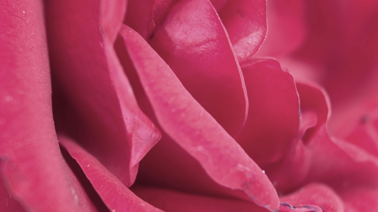 Обои роза, лепестки, розовый, бутон