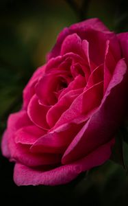 Превью обои роза, лепестки, стебель, розовый, зеленый