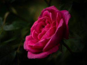 Превью обои роза, лепестки, стебель, розовый, зеленый