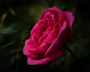 Превью обои роза, лепестки, стебель, розовый, зеленый