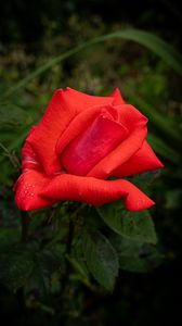 Превью обои роза, лепестки, цветок, капли, роса, красный, макро