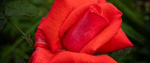 Превью обои роза, лепестки, цветок, капли, роса, красный, макро