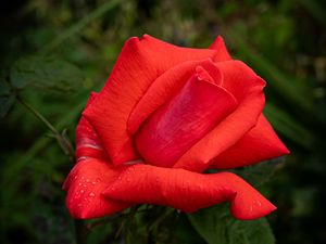 Превью обои роза, лепестки, цветок, капли, роса, красный, макро