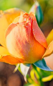 Превью обои роза, лепестки, цветок, бутон, растение