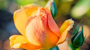 Превью обои роза, лепестки, цветок, бутон, растение