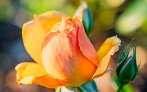 Превью обои роза, лепестки, цветок, бутон, растение