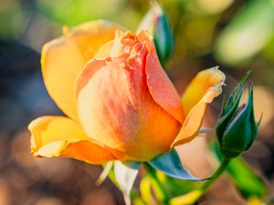 Превью обои роза, лепестки, цветок, бутон, растение