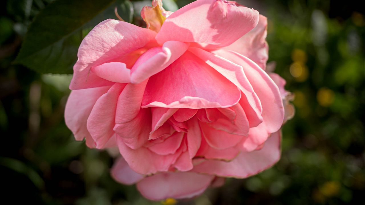 Обои роза, лепестки, цветок, розовый, блюр