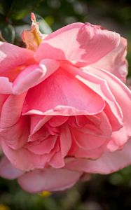 Превью обои роза, лепестки, цветок, розовый, блюр