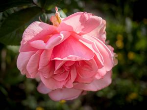 Превью обои роза, лепестки, цветок, розовый, блюр