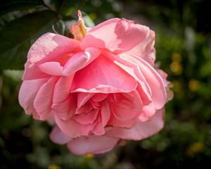 Превью обои роза, лепестки, цветок, розовый, блюр