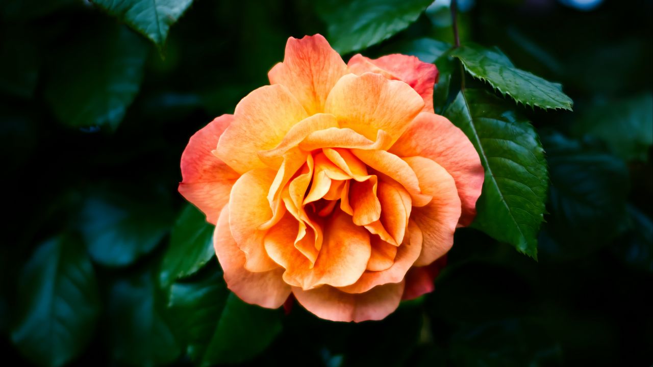 Обои роза, лепестки, цветок, листья, растение, куст, желтый