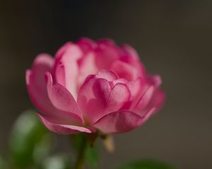 Превью обои роза, лепестки, цветок, макро, размытие, розовый