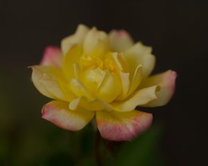 Превью обои роза, лепестки, цветок, макро, желтый