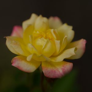 Превью обои роза, лепестки, цветок, макро, желтый
