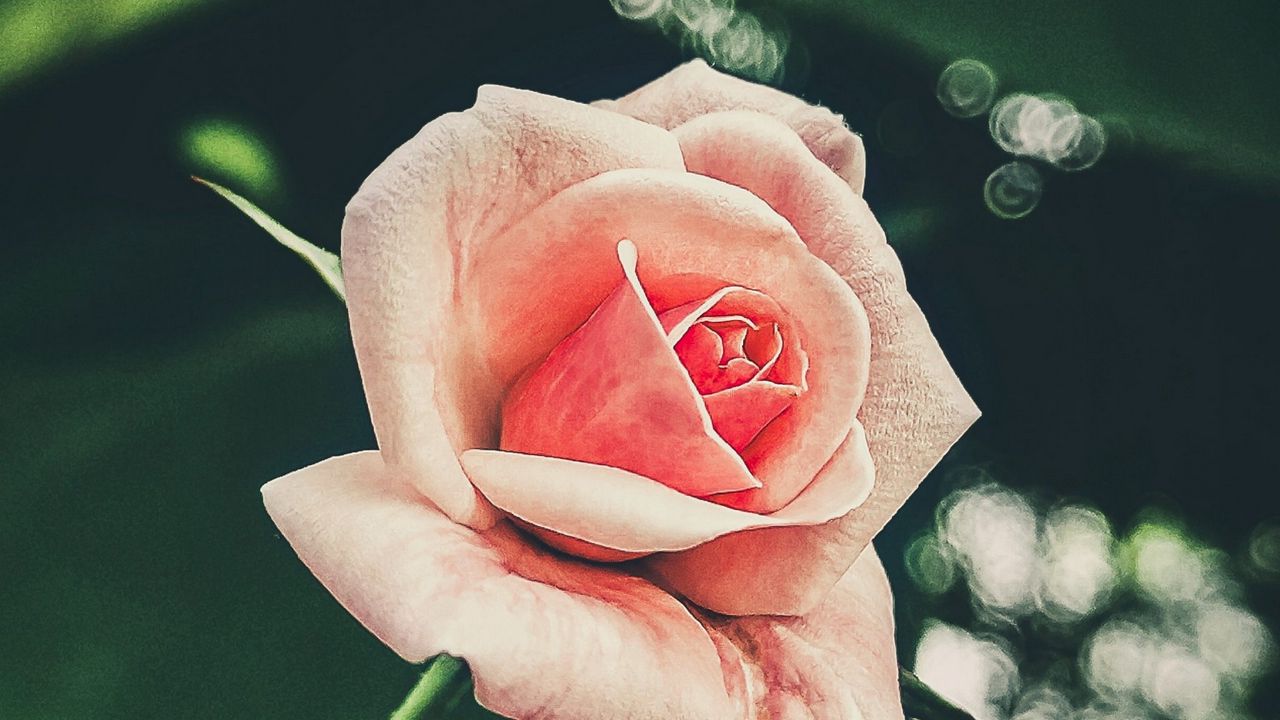 Обои роза, лепестки, цветок, розовый