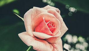 Превью обои роза, лепестки, цветок, розовый
