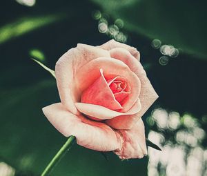 Превью обои роза, лепестки, цветок, розовый