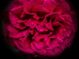 Превью обои роза, лепестки, цветок, капли, макро, розовый