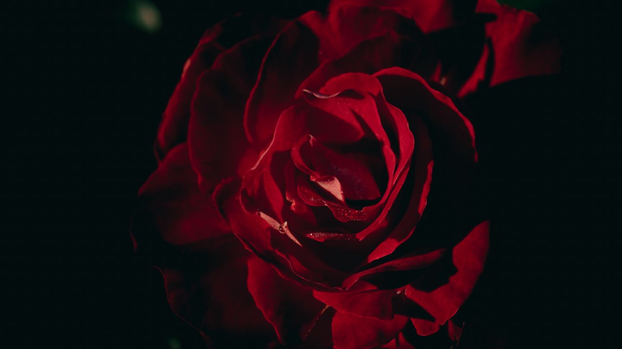 Обои роза, лепестки, цветок, красный, темный