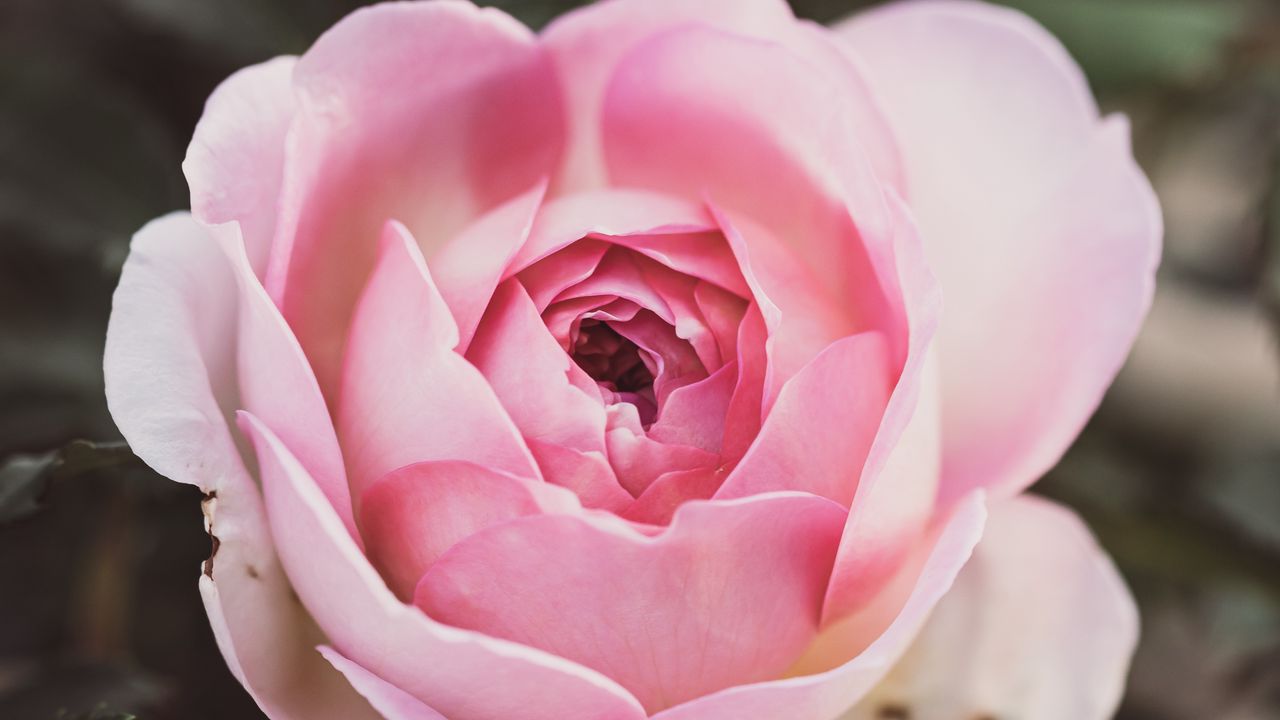 Обои роза, лепестки, цветок, макро, розовый