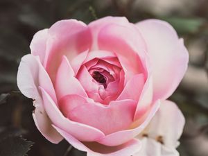 Превью обои роза, лепестки, цветок, макро, розовый