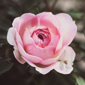 Превью обои роза, лепестки, цветок, макро, розовый