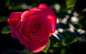 Превью обои роза, лепестки, цветок, розовый, солнечный свет