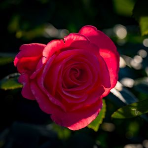 Превью обои роза, лепестки, цветок, розовый, солнечный свет