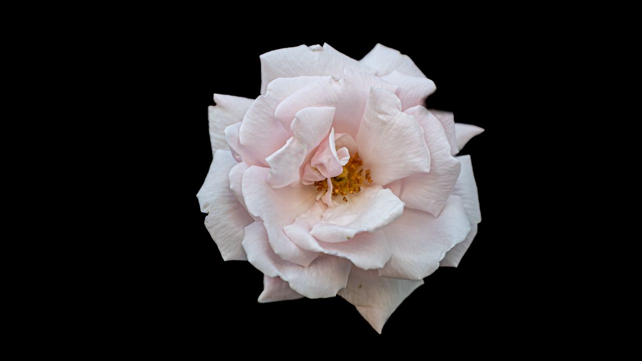 Обои роза, лепестки, цветок, розовый, черный фон