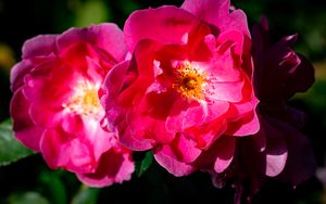 Превью обои роза, лепестки, цветы, листья, макро, розовый