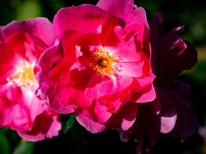 Превью обои роза, лепестки, цветы, листья, макро, розовый