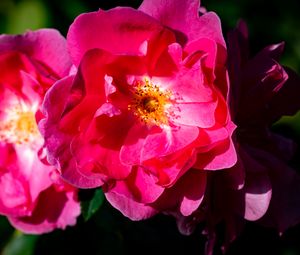 Превью обои роза, лепестки, цветы, листья, макро, розовый