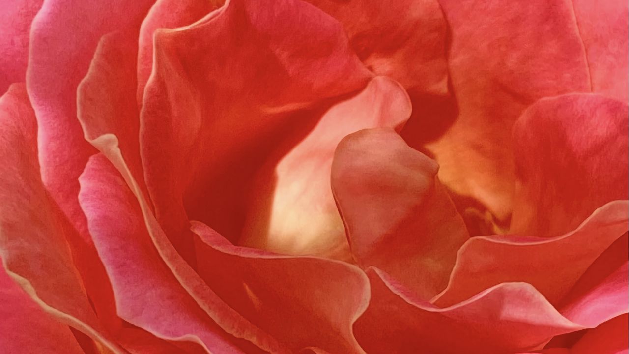 Обои роза, лепестки, цветы, макро, розовый