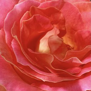 Превью обои роза, лепестки, цветы, макро, розовый