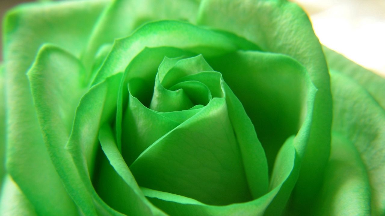Обои роза, лепестки, зеленый, бутон