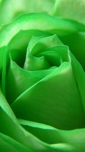 Превью обои роза, лепестки, зеленый, бутон