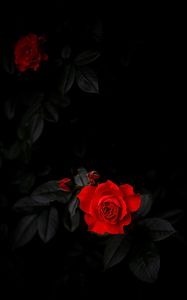Превью обои роза, листья, бутон, лепестки, цветок, черный фон