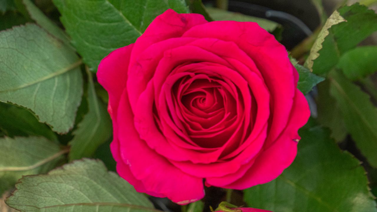 Обои роза, листья, лепестки, цветок, макро, розовый