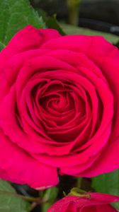 Превью обои роза, листья, лепестки, цветок, макро, розовый