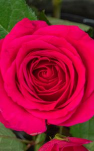 Превью обои роза, листья, лепестки, цветок, макро, розовый