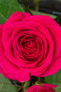 Превью обои роза, листья, лепестки, цветок, макро, розовый