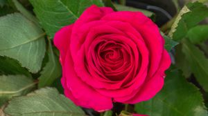 Превью обои роза, листья, лепестки, цветок, макро, розовый