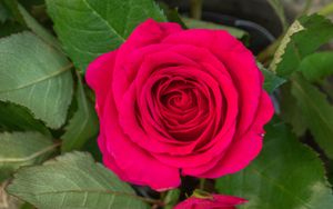 Превью обои роза, листья, лепестки, цветок, макро, розовый